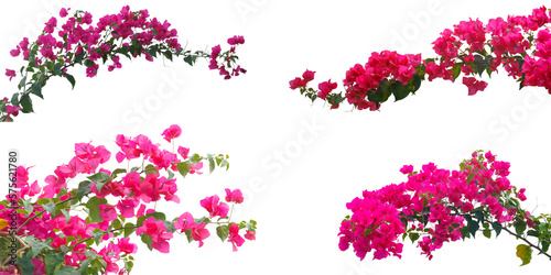 Set of Bougainvilleas branch isolated on white background.Save with clipping path. 