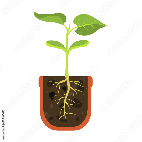 Sprout in pot in longitudinal section. Young shoot with root. Root system of plant