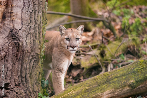Mountain lion female watching prey in dense forest of Glacier National Park. North American cougar in wilderness of Rocky Mountains hides behind a tree at Northwestern Montana. Puma concolor couguar