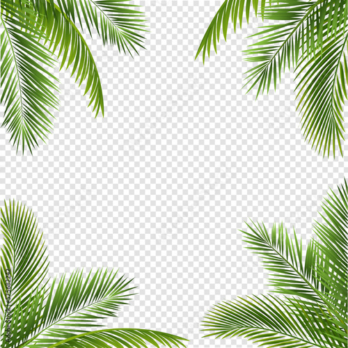 palm tree frame