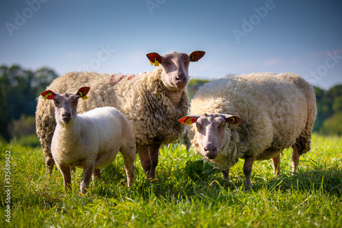 Troupeau de mouton de race Rouge de l'Ouest en Anjou, France.