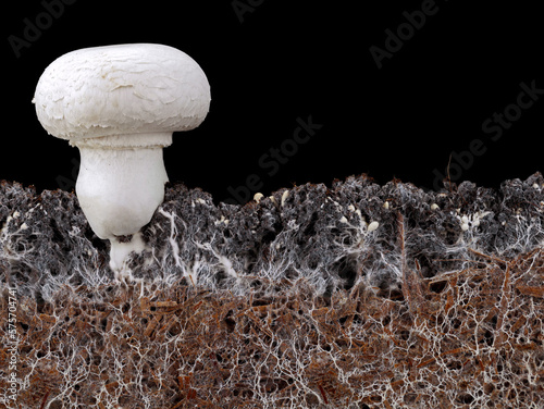 white mushroom, agaricus bisporus or champignon, with mycelium in soil, side view of soil interspersed with mycelium on black background
