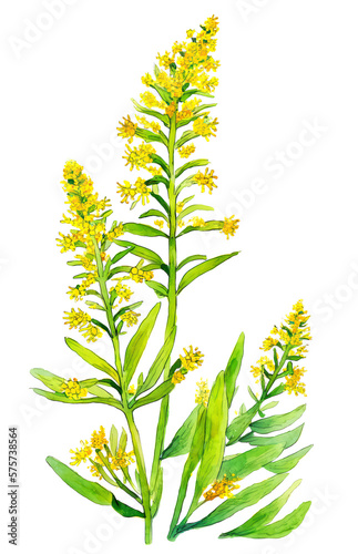Goldenrod flowers over white background. Generative AI detailed watercolor illustration