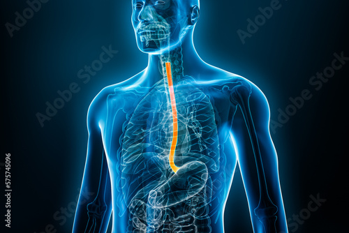 Xray front view of the esophagus or oesophagus 3D rendering illustration with male body. Human organ anatomy, esophagitis, digestive system, medical, biology, science, medicine, healthcare concepts.