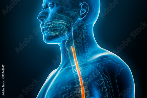 Esophagus or oesophagus 3D rendering illustration close-up with male body contours. Human anatomy, esophagitis, acid reflux, digestive system, medical, biology, science, medicine, healthcare concepts.