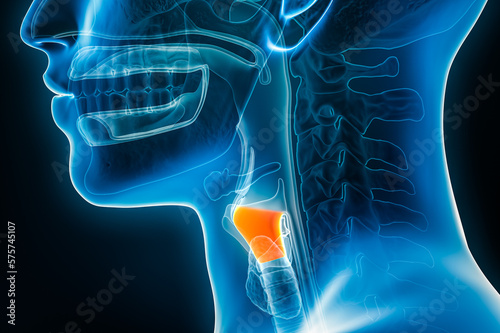 Xray lateral or profile view of the larynx or voice box 3D rendering illustration with male body contours. Human organ anatomy, laryngitis, medical, biology, science, medicine, healthcare concepts.