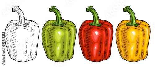 Whole red, green, yellow sweet bell peppers. Vintage engraving vector illustration.