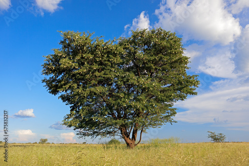 African camel-thorn tree (Vachellia erioloba) in grassland, South Africa.