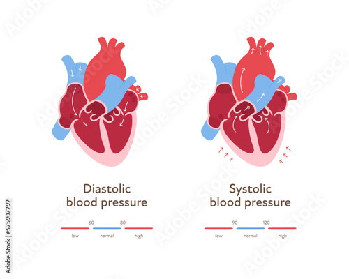 Blood pressure infographic. Vector flat illustration. Health care hypertension chart. Heart organ anatomy with blood flow. Zone of low, normal, high level pressure. Design for healthcare, cardiology