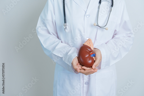 Doctor holding Anatomical kidney Adrenal gland model. disease of Urinary system and Stones, Cancer, world kidney day, Chronic kidney, Urology, Nephritis, Renal and Transplant concept