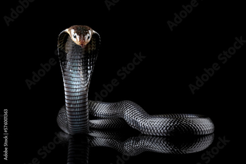 Javanese cobra snake isolated on black background, snake habitat in Java Indonesia, Naja sputatrix