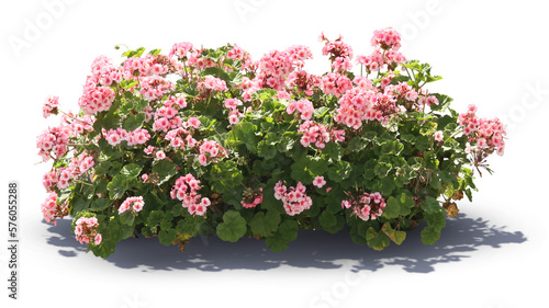 Beautiful blooming geranium with pink blossoms isolated on white background