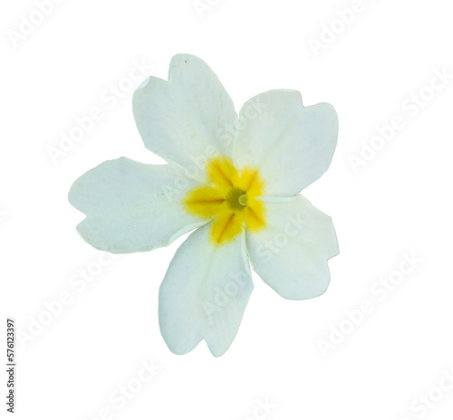 Primula vulgaris white flower isolated on white