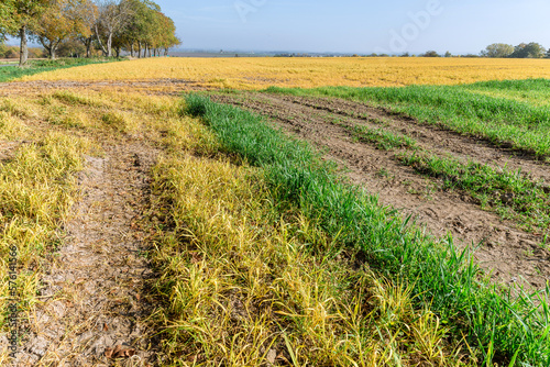 Yellowed grass after treatment with herbicides. Destruction of weeds in the farmer's field.