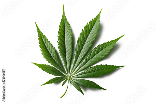 A green leaf of cannabis inflorescence isolate on a white background ai