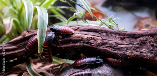 Cockroaches - nutritious food for insectivorous reptiles and amphibians