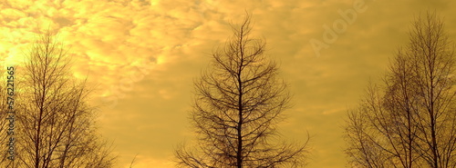 Samotne drzewo bez liści w bursztynowej poświacie, na tle nieba