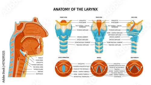 Anatomy Of Larynx Composition