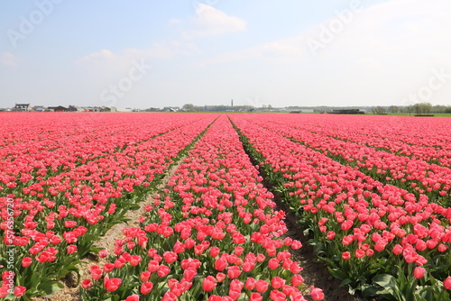 Ein Tulpenfeld einfarbig in Rosa / Pink blüht traumhaft in Holland
