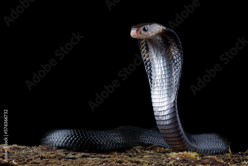 Javanese spitting cobra on attacking position