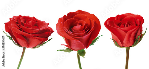 rosas vermelhas em fundo transparente - flor rosa vermelha