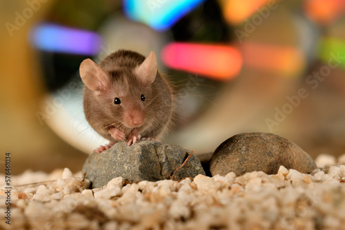 ratón común jugando en su jaula con fondo de colores