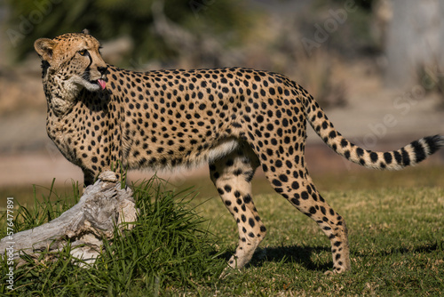 This image shows a wild cheetah walking through an African landscape, sticking it's tongue out, and looking behind itself.
