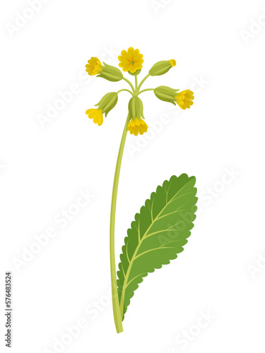 Vector illustration, Primula veris, cowslip, or primrose cowslip, herb plant, isolated on white background.