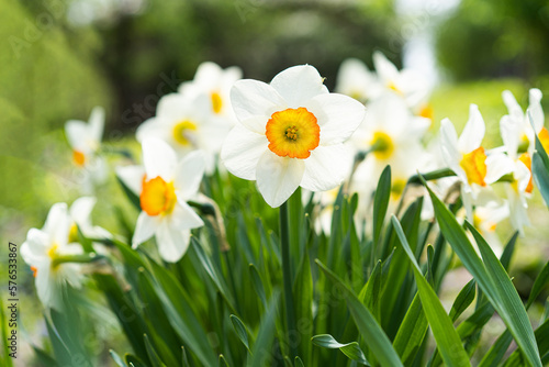 Spring flowers. Close up of narcissus flowers blooming in a garden. Daffodils