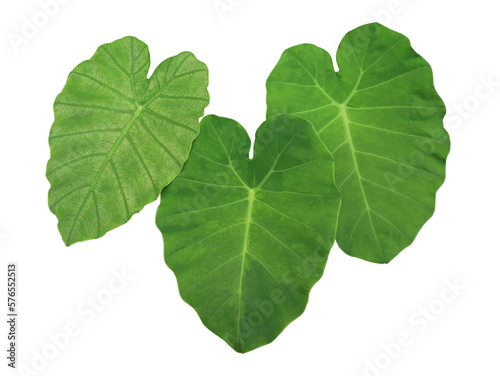 Elephant Ear or Colocasia esculenta leaves. Close up green leaves of Elephant Ear tree isolated on transparent baclground.