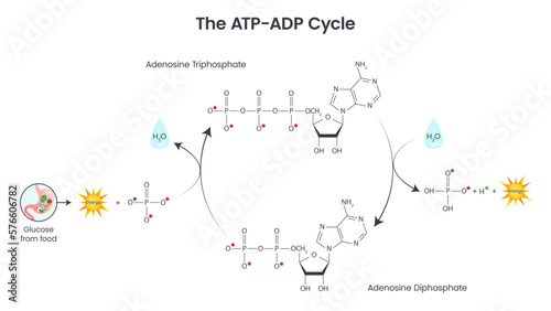 Adenosine triphosphate and adenosine diphosphate comparison and cycle science vector education infographic