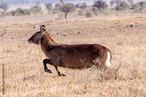 Kenia Tiere
