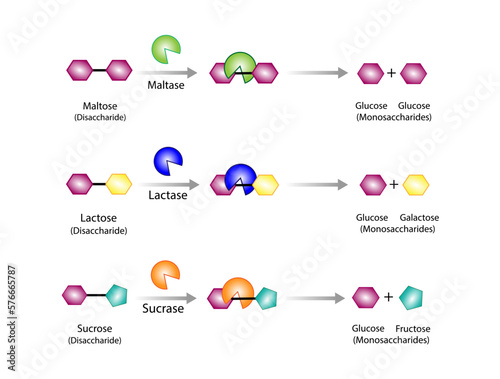 Carbohydrates Digestion. Maltase, Sucrase and Lactase Enzymes catalyze Disaccharides Maltose, Lactose and Sucrose to Monosaccharides, glucose, galactose and Fructose molecules. Vector Illustration.