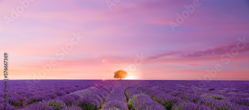 Lavendelfeld mit Baum un Sonnenstrahlen
