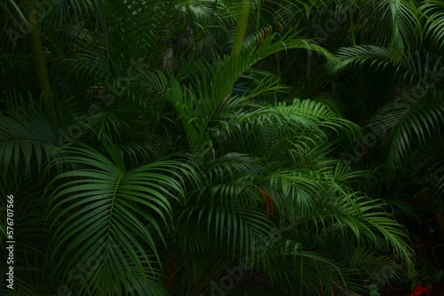Moody jungle plant background