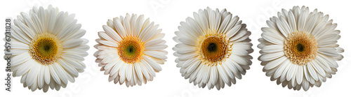 Assorted white gerbera daisy flower heads isolated on transparent PNG background. Created with Generative AI. 