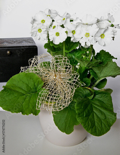 pierwiosnek kubkowaty, pierwiosnek pokojowy, prymulka pokojowa (Primula obconica) 