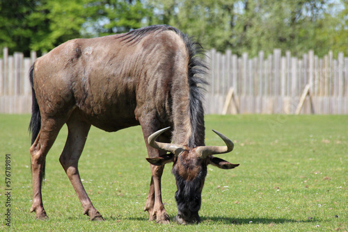 wildebeest in a zoo in france