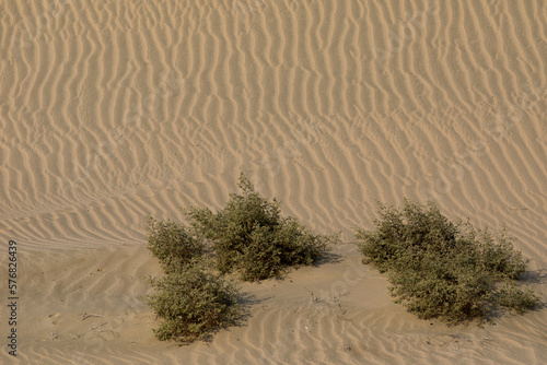 Plants and sand ripples in the Khor Al Adaid desert, Qatar