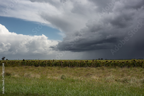 Storm over a field of sunflowers