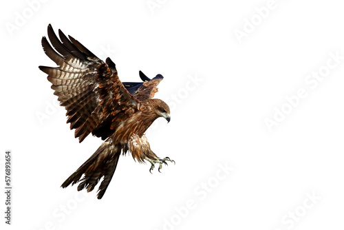 Bird of prey Black kite (Milvus migrans) flying on transparent background png file