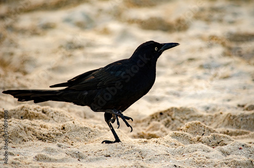 Zanate negro, macho (Quiscalus mexicanus) en la playa. También conocido como el cuervo mexicano