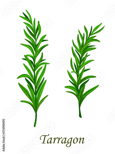 Tarragon herb seasoning or estragon spice flavoring, vector and herbal condiment. Tarragon or estragon plant branch, culinary and cooking ingredient, spice and aroma dressing herb