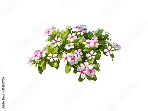 Bouquet, shrub of flowers. Rose periwinkle. primrose. (red, pink, purple) Rose Four o'clock Flower. Colorful flowers, primula vulgaris are blooming. On white background. (png)