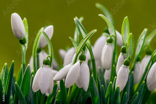 white snowdrop flowers Galanthus nivalis growth in snow. Beautiful spring natural green background. early spring season concept First flowers postcard march 8 forest spring sun bloom copy space 