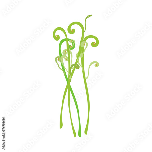 ワラビ。フラットなベクターイラスト。 Bracken. Flat designed vector illustration.