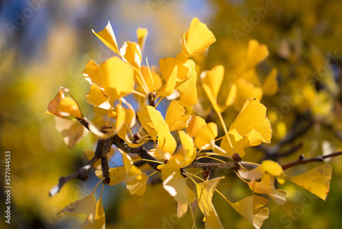 Leaves of yellow Ginkgo biloba or Momijigari in autumn at Japan. Light sunset of the sun with dramatic yellow and orange sky. Image depth of field.