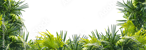 overlay frame from fresh green jungle palm leaves on transparent background