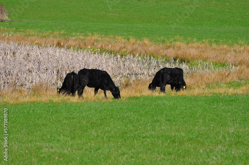 Cows in the field. Krowy na polu. Polska - Mazury - Warmia.