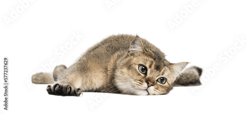 british shorthair year old stretching his claws lying front transparent background